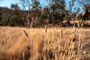 Damızlık angus ve wagyu boğalarının otladığı çiftlik arazisi, güzel inekler ve sığırlar baharda bir çiftlikte otluyorlar, arkasında tepeler ve ağaçlarla yiyecek yetiştiren bir ekin var. 