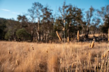 Damızlık angus ve wagyu boğalarının otladığı çiftlik arazisi, güzel inekler ve sığırlar baharda bir çiftlikte otluyorlar, arkasında tepeler ve ağaçlarla yiyecek yetiştiren bir ekin var. 