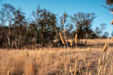 Damızlık angus ve wagyu boğalarının otladığı çiftlik arazisi, güzel inekler ve sığırlar baharda bir çiftlikte otluyorlar, arkasında tepeler ve ağaçlarla yiyecek yetiştiren bir ekin var. 