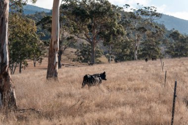 Avustralya 'da otlak yiyen, otlayan sığırların güzel kır manzarası. Tarımsal bir çiftlikte büyüyen sığır sürüsü. Tazmanya 'da sürdürülebilir tarım 