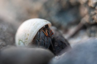 Tazmanya Avustralya 'da bir sahilde kayalıklarda kabuklu yengeci kapatın.