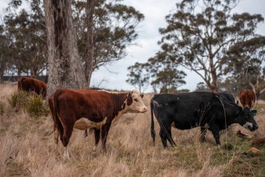 Avustralya 'da otlak yiyen, otlayan sığırların güzel kır manzarası. Tarımsal bir çiftlikte büyüyen sığır sürüsü. Tazmanya 'da sürdürülebilir tarım 