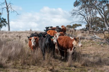 Avustralya 'da otlak yiyen, otlayan sığırların güzel kır manzarası. Tarımsal bir çiftlikte büyüyen sığır sürüsü. Tazmanya 'da sürdürülebilir tarım 