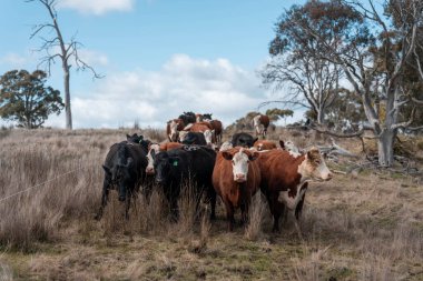 Avustralya 'da otlak yiyen, otlayan sığırların güzel kır manzarası. Tarımsal bir çiftlikte büyüyen sığır sürüsü. Tazmanya 'da sürdürülebilir tarım 