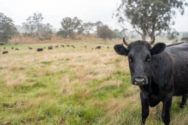Avustralya 'da otlak yiyen, otlayan sığırların güzel kır manzarası. Tarımsal bir çiftlikte büyüyen sığır sürüsü. Tazmanya 'da sürdürülebilir tarım 