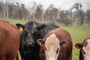 Avustralya 'da otlak yiyen, otlayan sığırların güzel kır manzarası. Tarımsal bir çiftlikte büyüyen sığır sürüsü. Tazmanya 'da sürdürülebilir tarım 