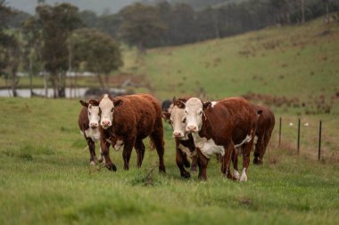 Avustralya 'da otlak yiyen, otlayan sığırların güzel kır manzarası. Tarımsal bir çiftlikte büyüyen sığır sürüsü. Tazmanya 'da sürdürülebilir tarım 