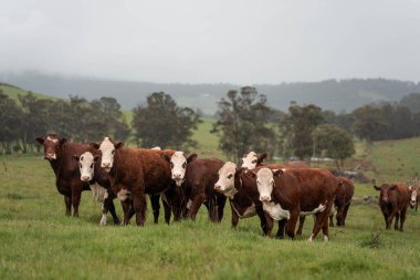 Avustralya 'da otlak yiyen, otlayan sığırların güzel kır manzarası. Tarımsal bir çiftlikte büyüyen sığır sürüsü. Tazmanya 'da sürdürülebilir tarım 