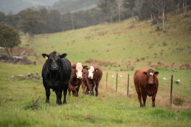 Avustralya 'da otlak yiyen, otlayan sığırların güzel kır manzarası. Tarımsal bir çiftlikte büyüyen sığır sürüsü. Tazmanya 'da sürdürülebilir tarım 