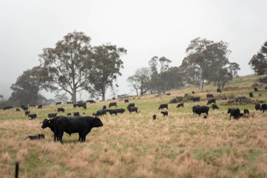 Avustralya 'da otlak yiyen, otlayan sığırların güzel kır manzarası. Tarımsal bir çiftlikte büyüyen sığır sürüsü. Tazmanya 'da sürdürülebilir tarım 