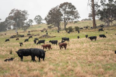 Avustralya 'da otlak yiyen, otlayan sığırların güzel kır manzarası. Tarımsal bir çiftlikte büyüyen sığır sürüsü. Tazmanya 'da sürdürülebilir tarım 