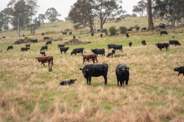 Avustralya 'da otlak yiyen, otlayan sığırların güzel kır manzarası. Tarımsal bir çiftlikte büyüyen sığır sürüsü. Tazmanya 'da sürdürülebilir tarım 