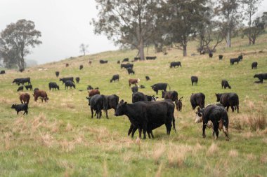 Avustralya 'da otlak yiyen, otlayan sığırların güzel kır manzarası. Tarımsal bir çiftlikte büyüyen sığır sürüsü. Tazmanya 'da sürdürülebilir tarım 