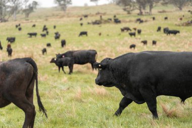 Avustralya 'da otlak yiyen, otlayan sığırların güzel kır manzarası. Tarımsal bir çiftlikte büyüyen sığır sürüsü. Tazmanya 'da sürdürülebilir tarım 