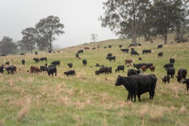 Avustralya 'da otlak yiyen, otlayan sığırların güzel kır manzarası. Tarımsal bir çiftlikte büyüyen sığır sürüsü. Tazmanya 'da sürdürülebilir tarım 
