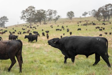 Avustralya 'da otlak yiyen, otlayan sığırların güzel kır manzarası. Tarımsal bir çiftlikte büyüyen sığır sürüsü. Tazmanya 'da sürdürülebilir tarım 