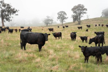 Avustralya 'da otlak yiyen, otlayan sığırların güzel kır manzarası. Tarımsal bir çiftlikte büyüyen sığır sürüsü. Tazmanya 'da sürdürülebilir tarım 