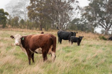 Avustralya 'da otlak yiyen, otlayan sığırların güzel kır manzarası. Tarımsal bir çiftlikte büyüyen sığır sürüsü. Tazmanya 'da sürdürülebilir tarım 