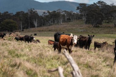 Avustralya 'da otlak yiyen, otlayan sığırların güzel kır manzarası. Tarımsal bir çiftlikte büyüyen sığır sürüsü. Tazmanya 'da sürdürülebilir tarım 