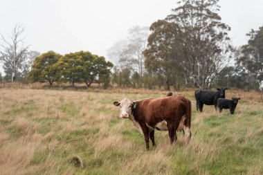 Avustralya 'da otlak yiyen, otlayan sığırların güzel kır manzarası. Tarımsal bir çiftlikte büyüyen sığır sürüsü. Tazmanya 'da sürdürülebilir tarım 