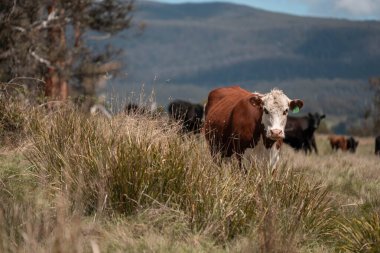 Avustralya 'da otlak yiyen, otlayan sığırların güzel kır manzarası. Tarımsal bir çiftlikte büyüyen sığır sürüsü. Tazmanya 'da sürdürülebilir tarım 