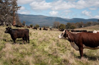 Avustralya 'da otlak yiyen, otlayan sığırların güzel kır manzarası. Tarımsal bir çiftlikte büyüyen sığır sürüsü. Tazmanya 'da sürdürülebilir tarım 