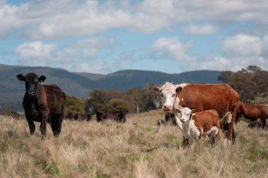 Avustralya 'da otlak yiyen, otlayan sığırların güzel kır manzarası. Tarımsal bir çiftlikte büyüyen sığır sürüsü. Tazmanya 'da sürdürülebilir tarım 