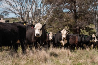 Avustralya 'da otlak yiyen, otlayan sığırların güzel kır manzarası. Tarımsal bir çiftlikte büyüyen sığır sürüsü. Tazmanya 'da sürdürülebilir tarım 