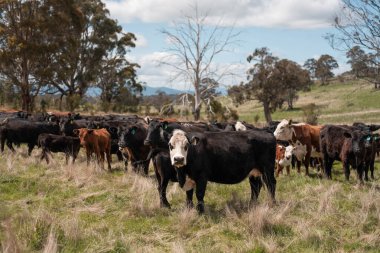 Avustralya 'da otlak yiyen, otlayan sığırların güzel kır manzarası. Tarımsal bir çiftlikte büyüyen sığır sürüsü. Tazmanya 'da sürdürülebilir tarım 