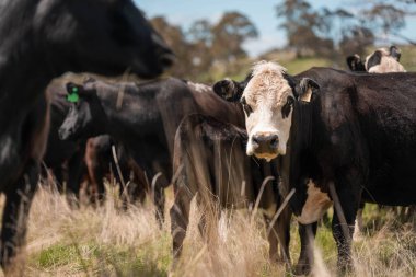 Avustralya 'da otlak yiyen, otlayan sığırların güzel kır manzarası. Tarımsal bir çiftlikte büyüyen sığır sürüsü. Tazmanya 'da sürdürülebilir tarım 