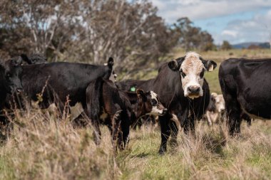 Avustralya 'da otlak yiyen, otlayan sığırların güzel kır manzarası. Tarımsal bir çiftlikte büyüyen sığır sürüsü. Tazmanya 'da sürdürülebilir tarım 