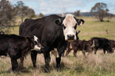 Avustralya 'da otlak yiyen, otlayan sığırların güzel kır manzarası. Tarımsal bir çiftlikte büyüyen sığır sürüsü. Tazmanya 'da sürdürülebilir tarım 