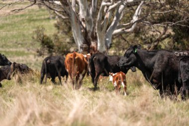 Avustralya 'da otlak yiyen, otlayan sığırların güzel kır manzarası. Tarımsal bir çiftlikte büyüyen sığır sürüsü. Tazmanya 'da sürdürülebilir tarım 