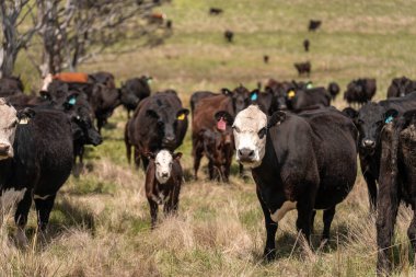 Avustralya 'da otlak yiyen, otlayan sığırların güzel kır manzarası. Tarımsal bir çiftlikte büyüyen sığır sürüsü. Tazmanya 'da sürdürülebilir tarım 