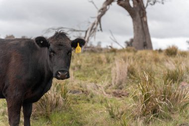 Avustralya 'da otlak yiyen, otlayan sığırların güzel kır manzarası. Tarımsal bir çiftlikte büyüyen sığır sürüsü. Tazmanya 'da sürdürülebilir tarım 