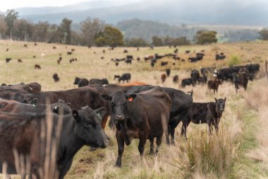 Avustralya 'da otlak yiyen, otlayan sığırların güzel kır manzarası. Tarımsal bir çiftlikte büyüyen sığır sürüsü. Tazmanya 'da sürdürülebilir tarım 