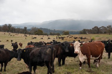 Avustralya 'da otlak yiyen, otlayan sığırların güzel kır manzarası. Tarımsal bir çiftlikte büyüyen sığır sürüsü. Tazmanya 'da sürdürülebilir tarım 
