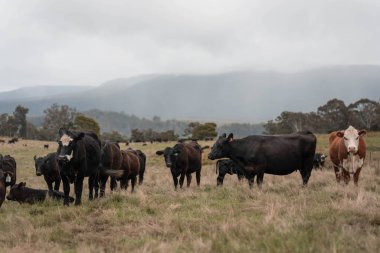 Avustralya 'da otlak yiyen, otlayan sığırların güzel kır manzarası. Tarımsal bir çiftlikte büyüyen sığır sürüsü. Tazmanya 'da sürdürülebilir tarım 