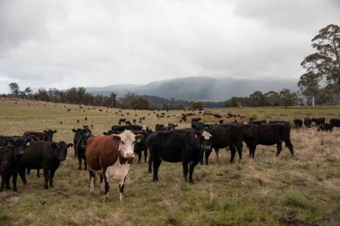 Avustralya 'da otlak yiyen, otlayan sığırların güzel kır manzarası. Tarımsal bir çiftlikte büyüyen sığır sürüsü. Tazmanya 'da sürdürülebilir tarım 