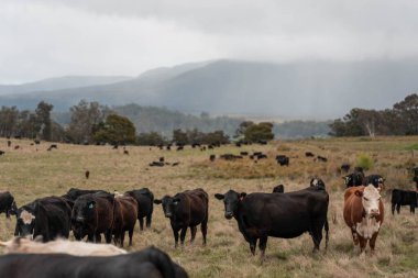 Avustralya 'da otlak yiyen, otlayan sığırların güzel kır manzarası. Tarımsal bir çiftlikte büyüyen sığır sürüsü. Tazmanya 'da sürdürülebilir tarım 