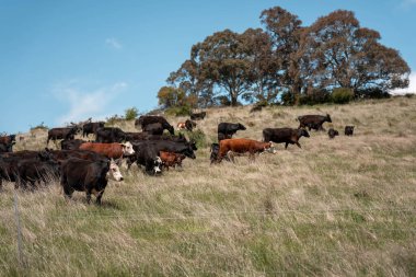 Avustralya 'da otlak yiyen, otlayan sığırların güzel kır manzarası. Tarımsal bir çiftlikte büyüyen sığır sürüsü. Tazmanya 'da sürdürülebilir tarım 