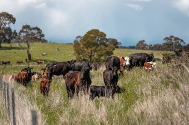 Avustralya 'da otlak yiyen, otlayan sığırların güzel kır manzarası. Tarımsal bir çiftlikte büyüyen sığır sürüsü. Tazmanya 'da sürdürülebilir tarım 