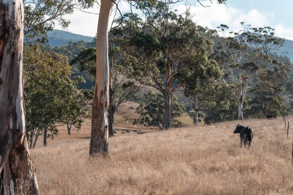 Avustralya 'da otlak yiyen, otlayan sığırların güzel kır manzarası. Tarımsal bir çiftlikte büyüyen sığır sürüsü. Tazmanya 'da sürdürülebilir tarım 