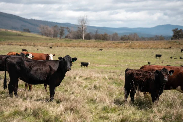 Avustralya 'da otlak yiyen, otlayan sığırların güzel kır manzarası. Tarımsal bir çiftlikte büyüyen sığır sürüsü. Tazmanya 'da sürdürülebilir tarım 