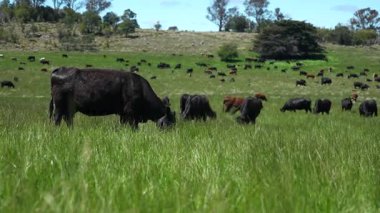 Tazmanya Avustralya wagyu inekleri çayırda otluyor. İlkbaharda Tazmanya Avustralya 'da bir çayır otlağında ot yiyen siyah bir angus ineğinin yakınına.