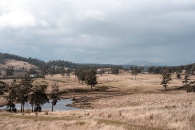 Avustralya inekleri çiftlikte yenileyici sığır çiftliği, karbon nötr çiftlik, ve toprak sağlığı odaklı