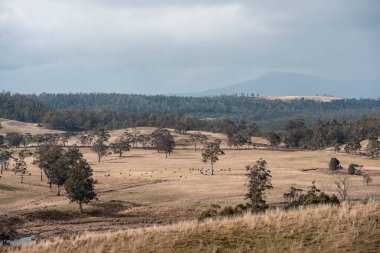 Avustralya Tazmanya sığır çiftliği rejeneratif sığır çiftliği, karbon nötr çiftliği, ve toprak sağlığı