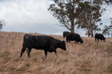 Avustralya inekleri çiftlikte yenileyici sığır çiftliği, karbon nötr çiftlik, ve toprak sağlığı odaklı