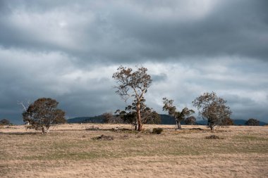 Avustralya inekleri çiftlikte yenileyici sığır çiftliği, karbon nötr çiftlik, ve toprak sağlığı odaklı
