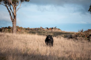 Avustralya inekleri çiftlikte yenileyici sığır çiftliği, karbon nötr çiftlik, ve toprak sağlığı odaklı